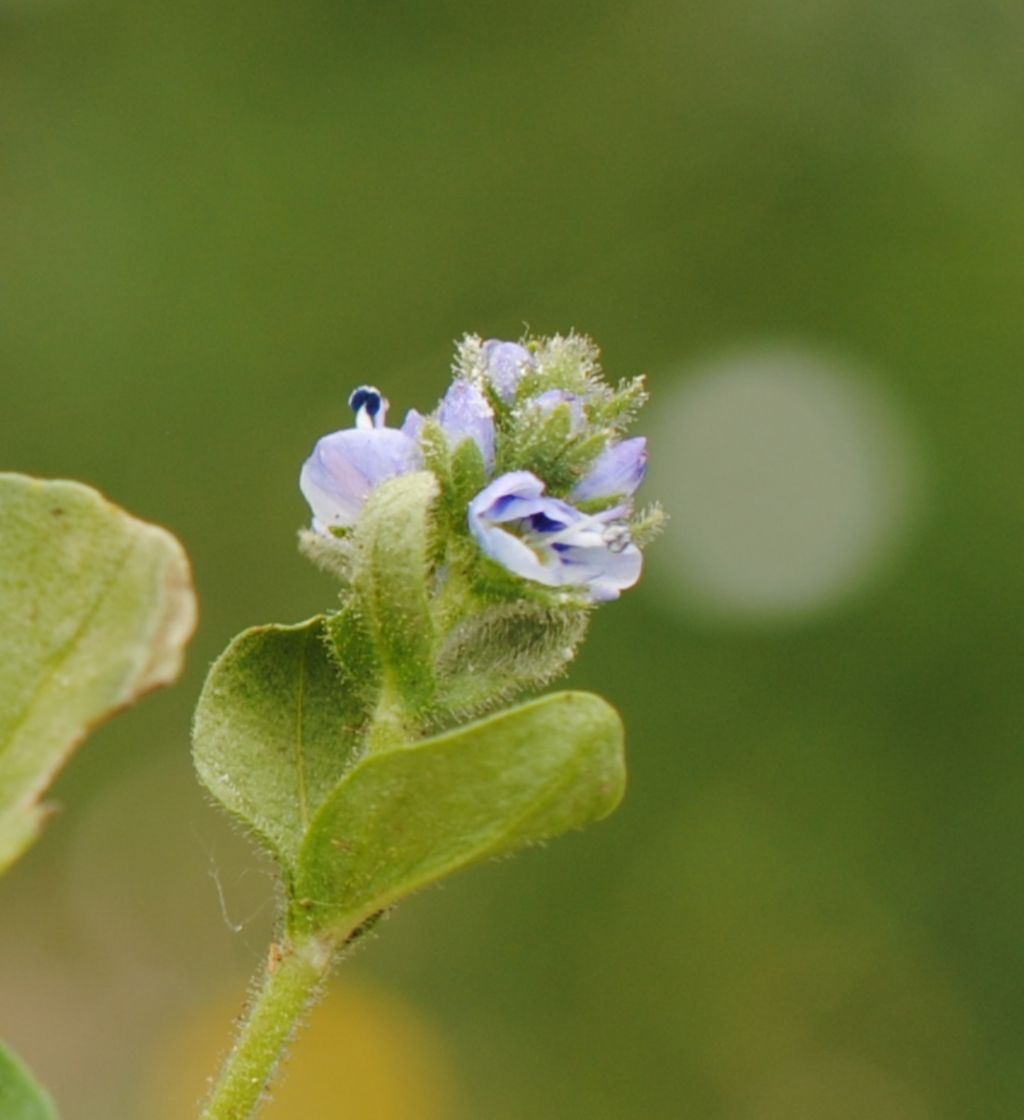 Veronica?  V. serpyllifolia